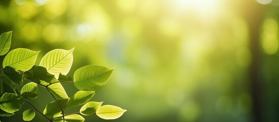 Poster - Sunlight illuminates leaves in the forest, creating a picturesque natural setting with a copy space image.