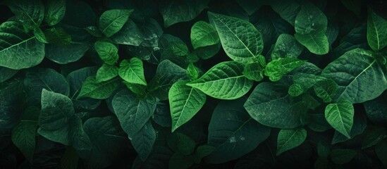Aufkleber - A leafy background suitable for framing, artwork, or wallpapers with plenty of copy space image.