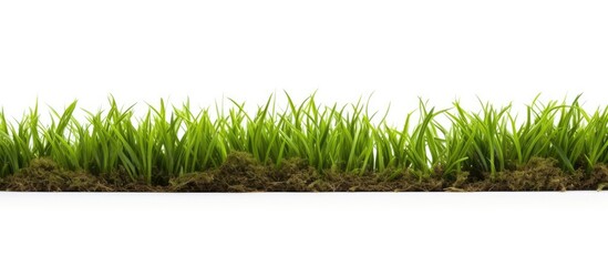 Aufkleber - A patch of grass with copy space image against a white backdrop.