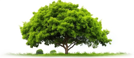 Poster - A green tree in a natural setting with a white background, suitable for adding text or images in the blank space.