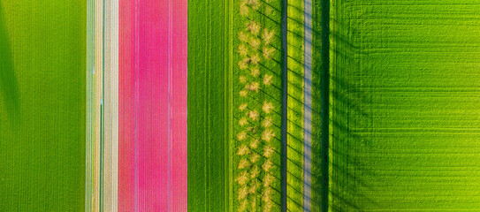 Wall Mural - drone view of a field of tulips. road on the field. landscape from the air. rows on the field. view 