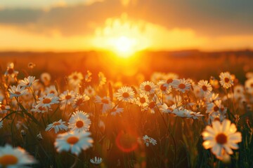 Wall Mural - Sunset over a field of daisies