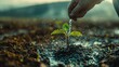© MAY - A young tree sapling planted in a field, with a person gently watering it, illustrating the nurturing process of growth and regeneration.