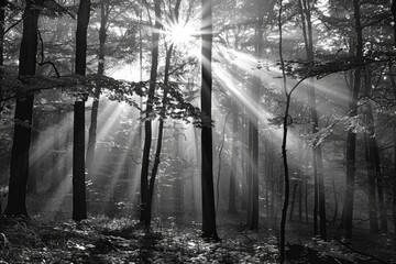 Black And White Sun. Scenic Forest Photography in Autumn Light