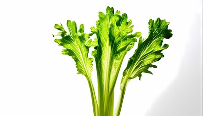 Wall Mural - Celery stalk crisp and vibrant standing alone dominating the stark white backdrop, Ai Generated