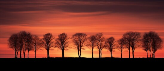 Aufkleber - Silhouetted black trees against a vibrant sunset sky, providing a stunning view with a captivating copy space image.