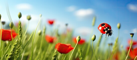Aufkleber - Tiny red ladybug enjoys the scent of red poppies in a copy space image.