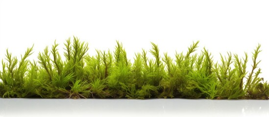 Aufkleber - Close-up view of Creeping Club Moss (Lycopodium clavatum Linn) against a white backdrop with ample copy space image.