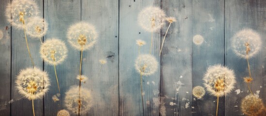 Poster - Vintage wooden background with scattered dandelion flowers. Copy space image.