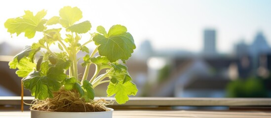 A young kohlrabi plant cultivated in a planter on a balcony, ideal for a copy space image.