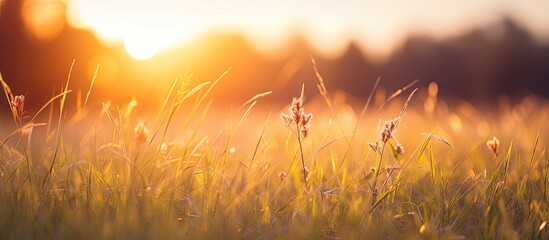 Aufkleber - Fall sunset over a grassy field with soft focus and blurred background, ideal for copy space image.