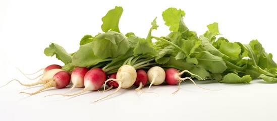 Poster - Radish root vegetable with green leaves in a garden, set against a white backdrop, ideal for vegetarian diets rich in vitamins, conveying a summer vibe, featuring copy space image.