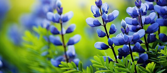 Baptisia australis, also called blue wild indigo or blue false indigo, is a plant with vibrant blue flowers that blooms in spring, suitable for a copy space image.