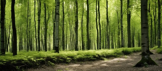 Wall Mural - Forest scene with tall tree trunks devoid of branches, offering an ideal copy space image.