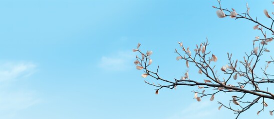 Aufkleber - Tree branches reaching into the clear blue sky, creating an idyllic copy space image.