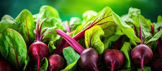 Poster - beetroot leaves in the garden with beetroots grown for edible roots and colorful salad leaves, featu