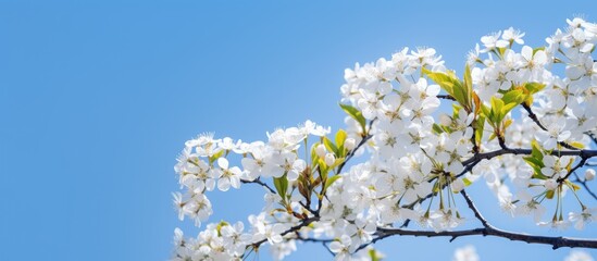 Aufkleber - In spring, a white cherry tree blossom stands out against a blue sky backdrop, creating a picturesque scene with copy space image.