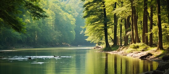 Poster - Trees beside a river in a forest, close-up shot with copy space image.