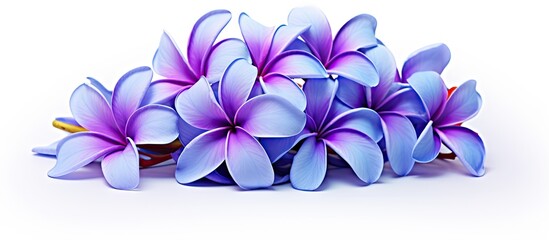 Poster - Isolated on a white background, a beautiful blue-purple bouquet of Plumeria, also known as Frangipani or Temple tree, with copy space image.