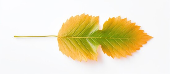 Aufkleber - An apricot leaf set against a white backdrop with copy space image available.