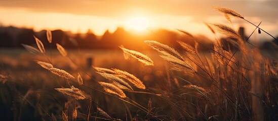 Poster - selective focus of sunrise in dark morning. Creative banner. Copyspace image