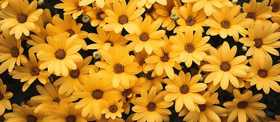 Sticker - Many yellow Daisy flower in garden top view. Creative banner. Copyspace image