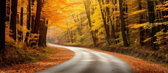 Poster - Path in autumn forest road in the woods. Creative banner. Copyspace image