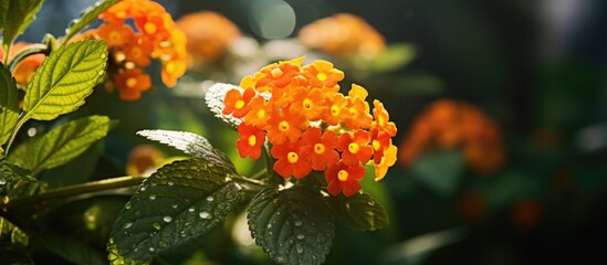 Poster - the plant of lantanas the beautiful plant the background is blur and plant is focus. Creative banner. Copyspace image