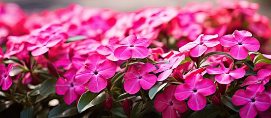 Wall Mural - Colorful flowers Catharanthus roseus. Creative banner. Copyspace image