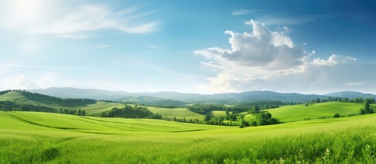 Aufkleber - Grass on the field during sunrise Agricultural landscape in the summer time. Creative banner. Copyspace image