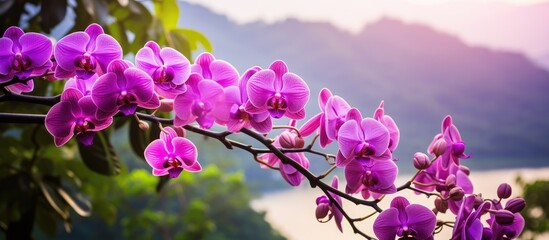 Wall Mural - Purple orchids on nature background. Creative banner. Copyspace image