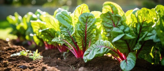 Poster - chard in the garden. Creative banner. Copyspace image