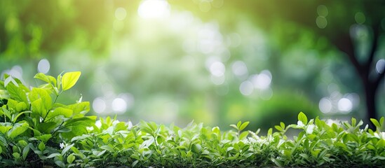 Poster - World environment day concept Blur outside healthy with green garden background. Creative banner. Copyspace image