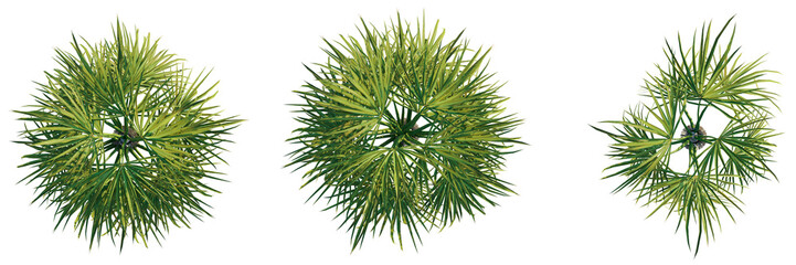 Wall Mural - Sabal palmetto tree top view, tree plan 4k png cutout	