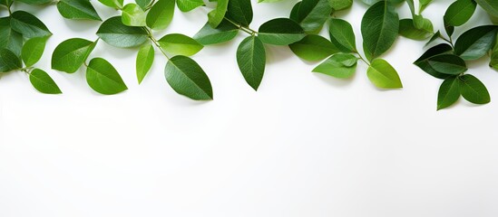 Poster - Fresh green leaves on white isolated. Creative banner. Copyspace image