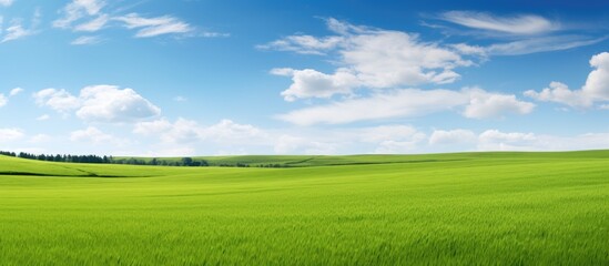 Poster - Meadow with green grass under a blue sky. Creative banner. Copyspace image