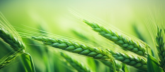 Poster - A photo of unripe green wheat. Creative banner. Copyspace image