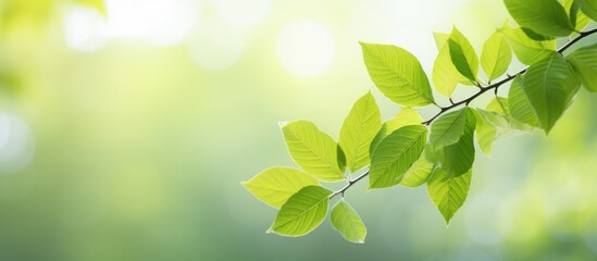Poster - green leaves in spring season. Creative banner. Copyspace image