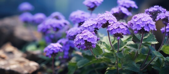 Poster - wild plant with the scientific name Ageratum conyzoides. Creative banner. Copyspace image