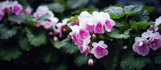 Poster - Purple leaves with white flowers of begonia surrounded by green leaved plants. Creative banner. Copyspace image