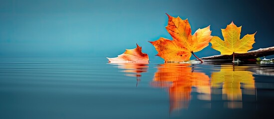 Poster - Leaf. Creative banner. Copyspace image