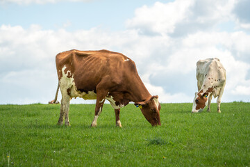 two cows grazing in a field on a sunny day with clouds