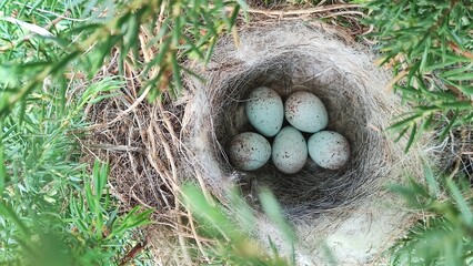 Wall Mural - Common linnet bird nest with eggs, Linaria cannabina