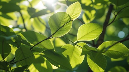 fresh green leaves on a large tree