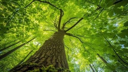 Canvas Print - Large tree with abundant green leaves, symbolizing fresh air and environmental sustainability