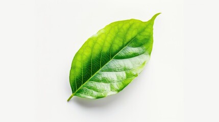 Wall Mural - White backdrop, leaf isolated on white clean backgrounds