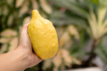 Wall Mural - A hand holding a large, yellow citron fruit. The citron is a type of citrus fruit that is used in Jewish religious ceremonies