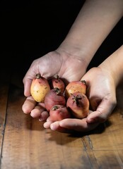 Wall Mural - hands with handful of tambis