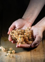 Wall Mural - hands with handful of white currants