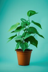 Poster - Potted Plant on Blue Background